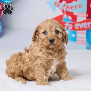 Cindi, Cavapoo Puppy